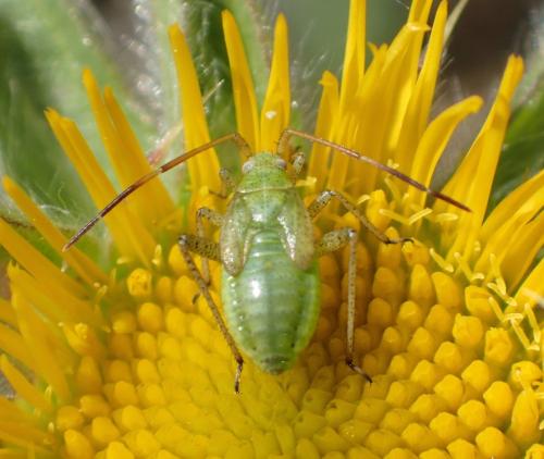 Réf. 189 346 : Adelphocoris lineolatus